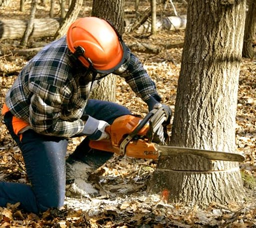 Tree Removal in Moran, WY